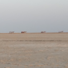 A train of camels crossing the salt desert